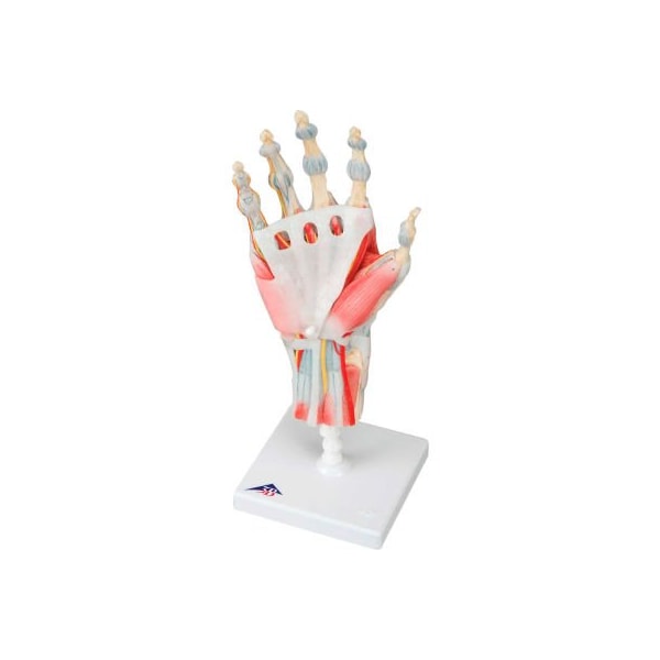 3B Anatomical Model - Hand Skeleton with Removable Ligaments & Muscles, 4-Part